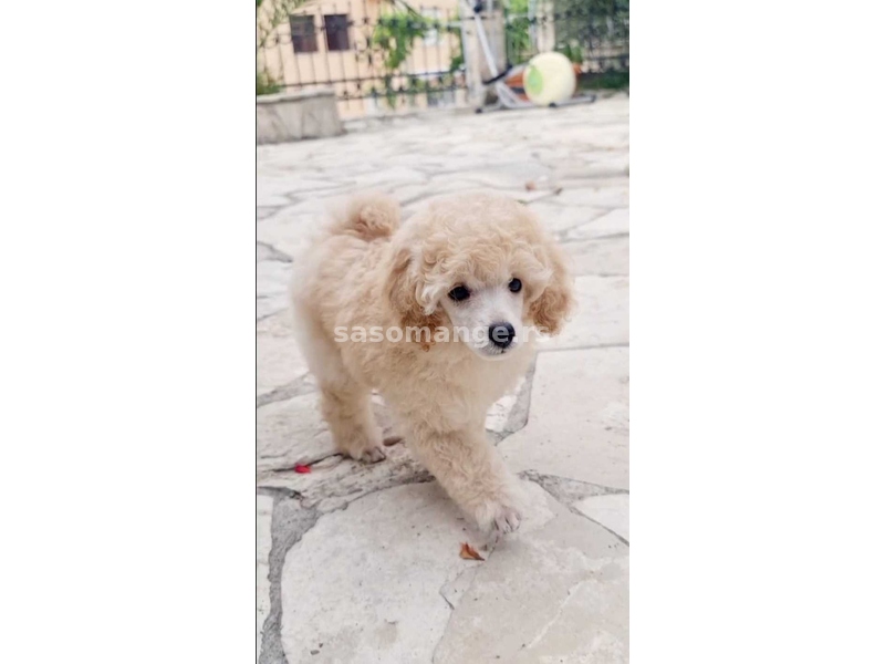 Appiano Gentile Toy Poodle male white