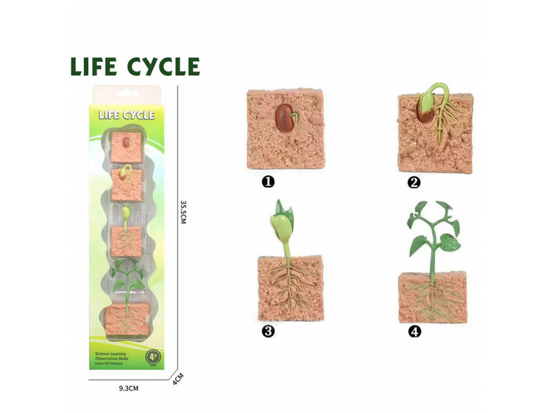 Životni ciklus biljke set od 4 dela